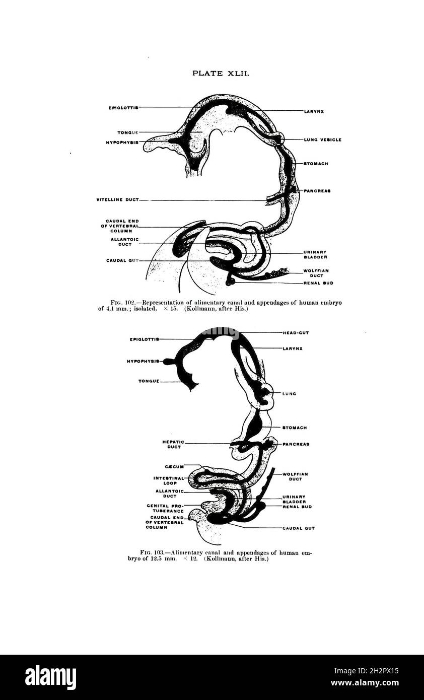 Representation of the alimentary canal and appendages of a human embryo Stock Photo