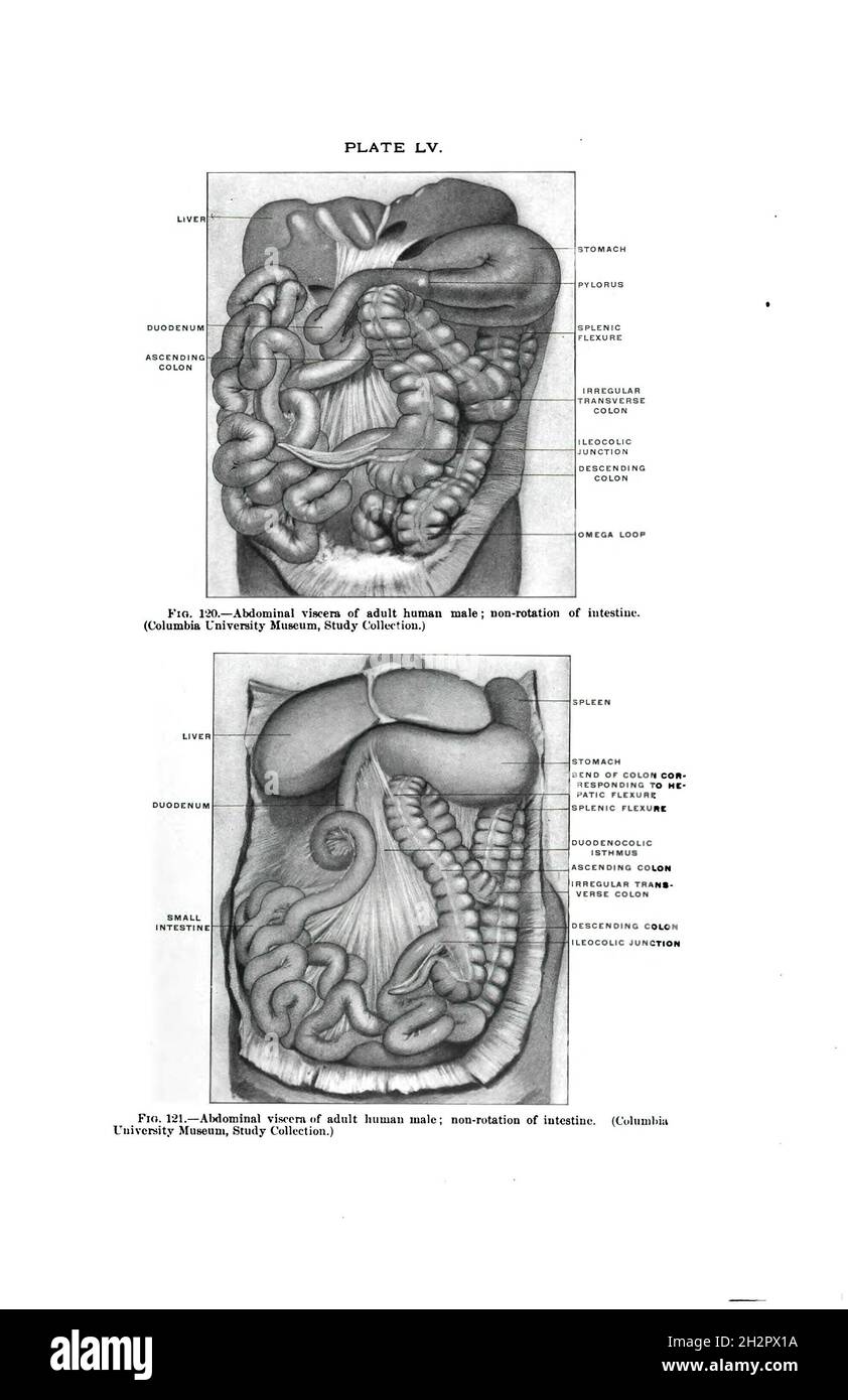 Abdominal viscera of adult human male; vintage anatomy book Stock Photo