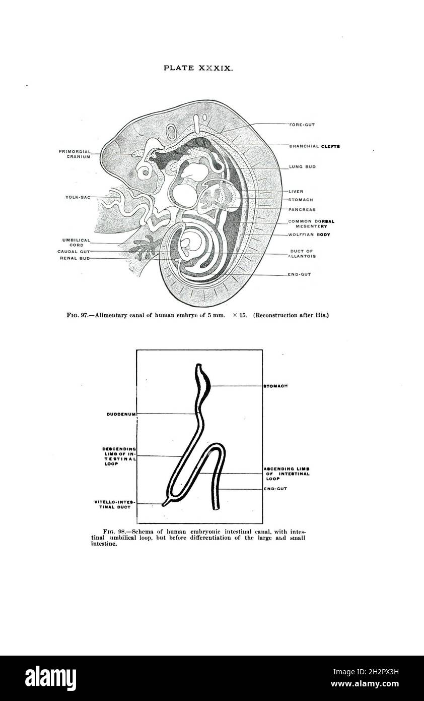 Human body anatomy vintage hi-res stock photography and images - Alamy