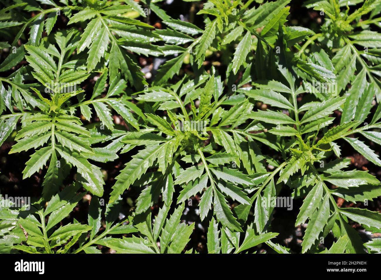 leaves of a marigold plant with no flowers Stock Photo Alamy