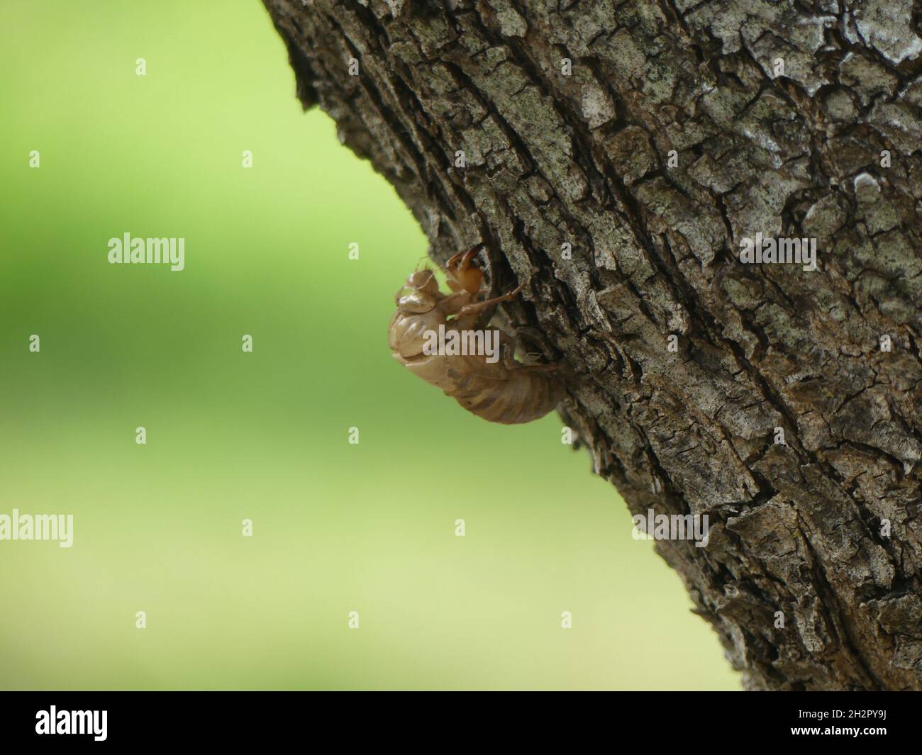 Selective focus of cicada cocoon insect on a tree branch on a