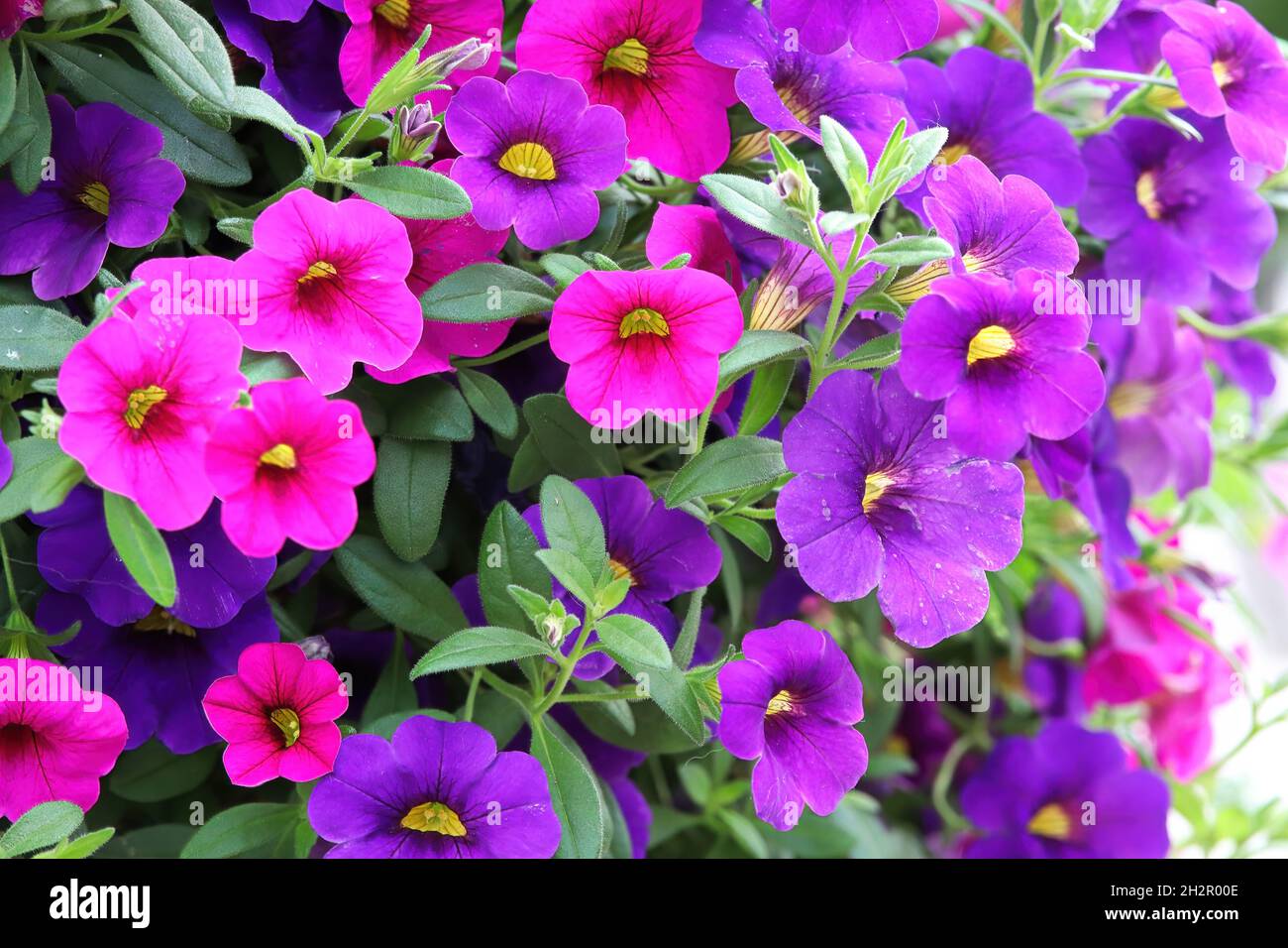 Background of pink purple Calibrachoa flowers in bloom Stock Photo
