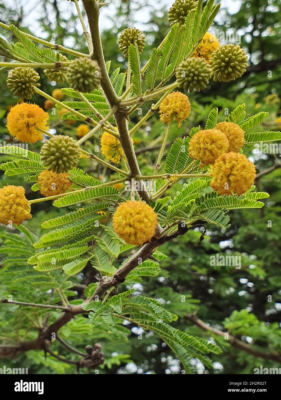 Vertical shot of beautiful Vachellia nilotica flowers growing on the tree. Stock Photo