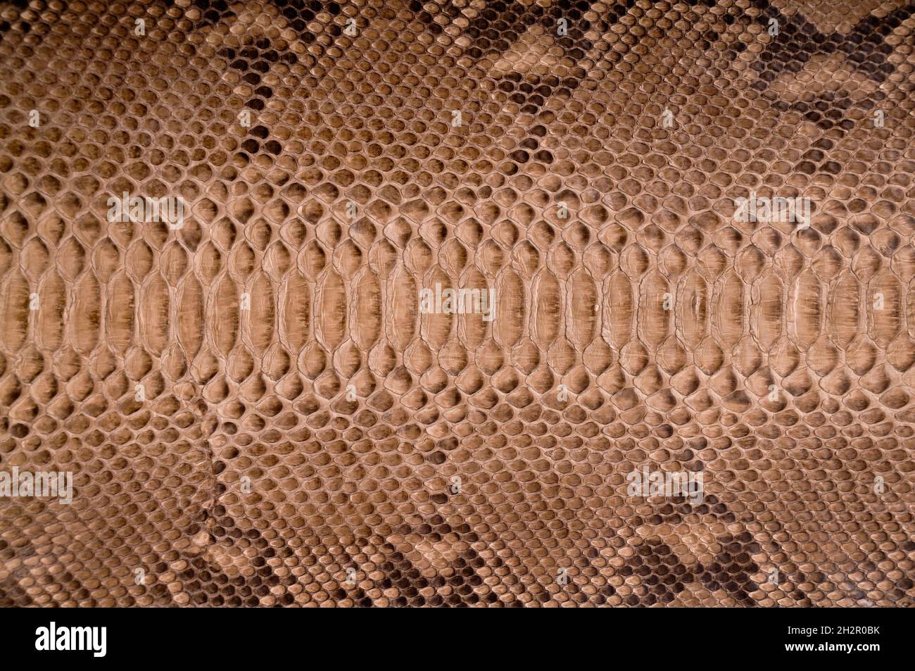 Natural snake skin is used for luxury clothes and accessories, suitable