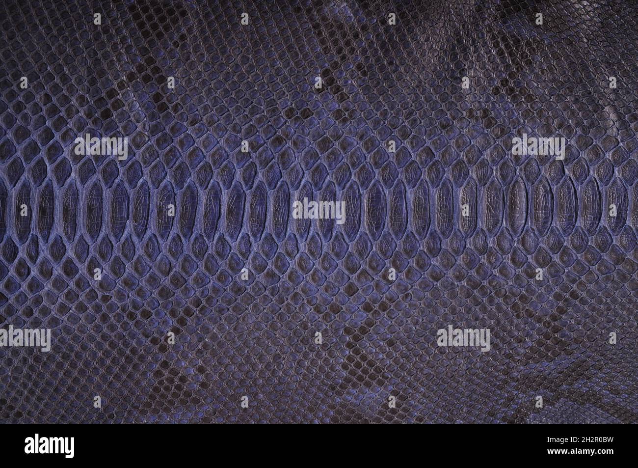 Natural snake skin is used for luxury clothes and accessories, suitable