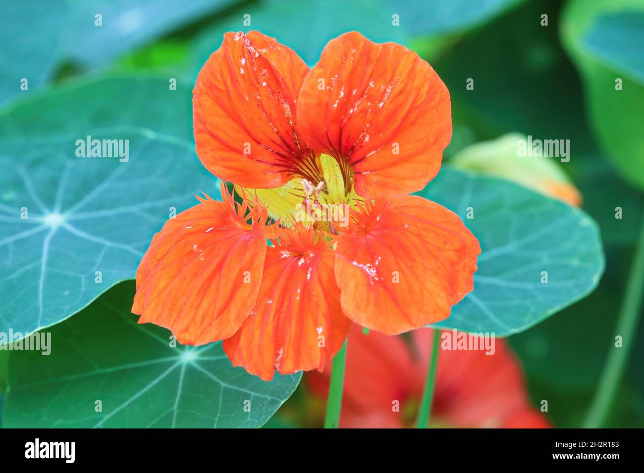Capucine flower hi-res stock photography and images - Alamy
