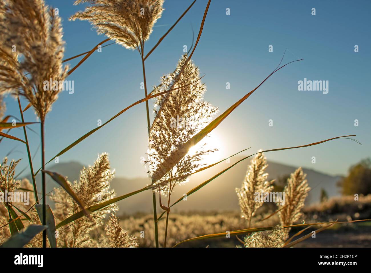 Pampas grass landscape hires stock photography and images Alamy