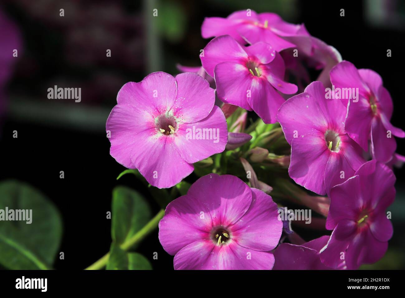 A cluster of pink phlox flowers in bloom Stock Photo - Alamy
