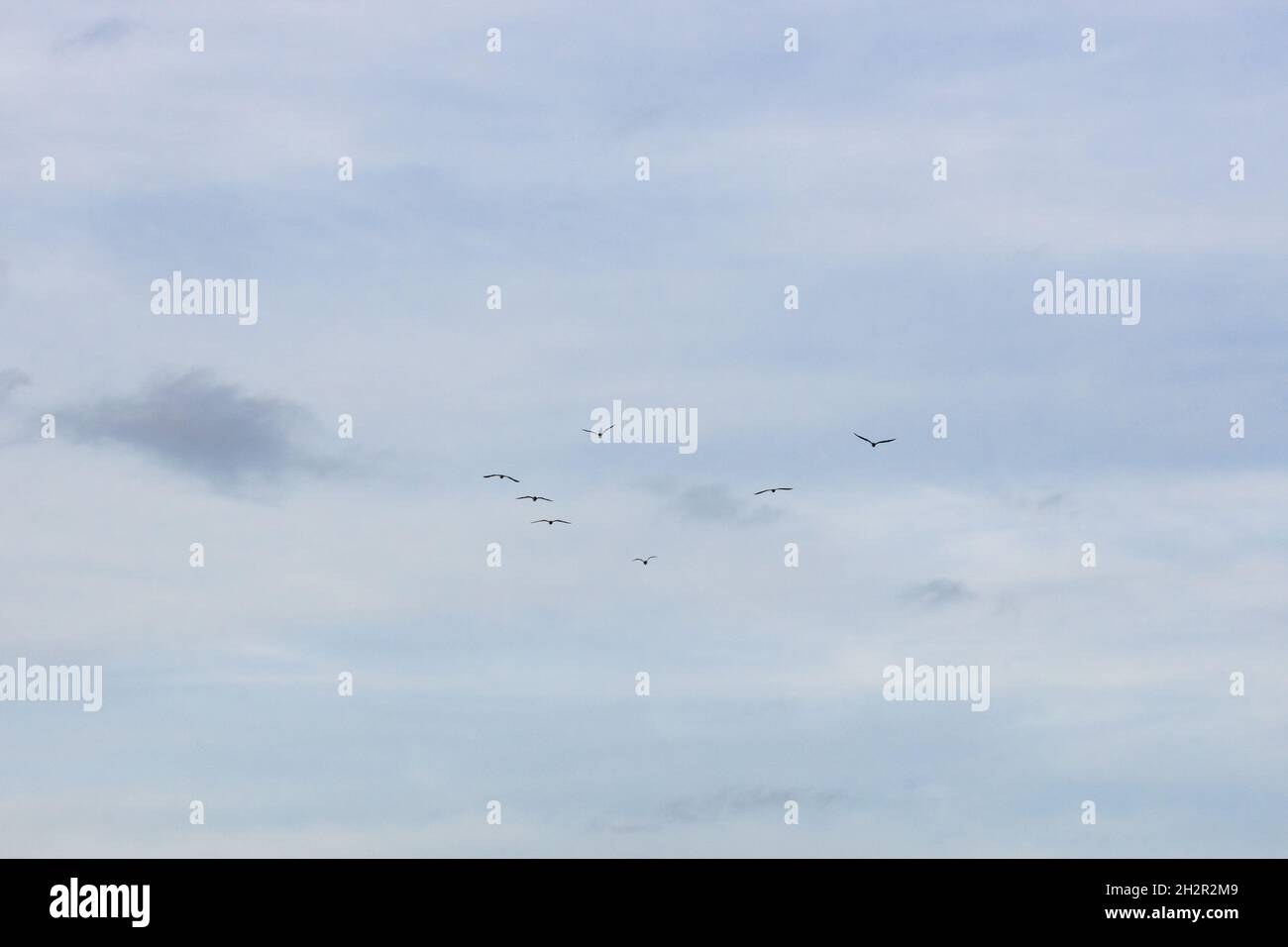 Group of birds flying in the gloomy sky background Stock Photo - Alamy