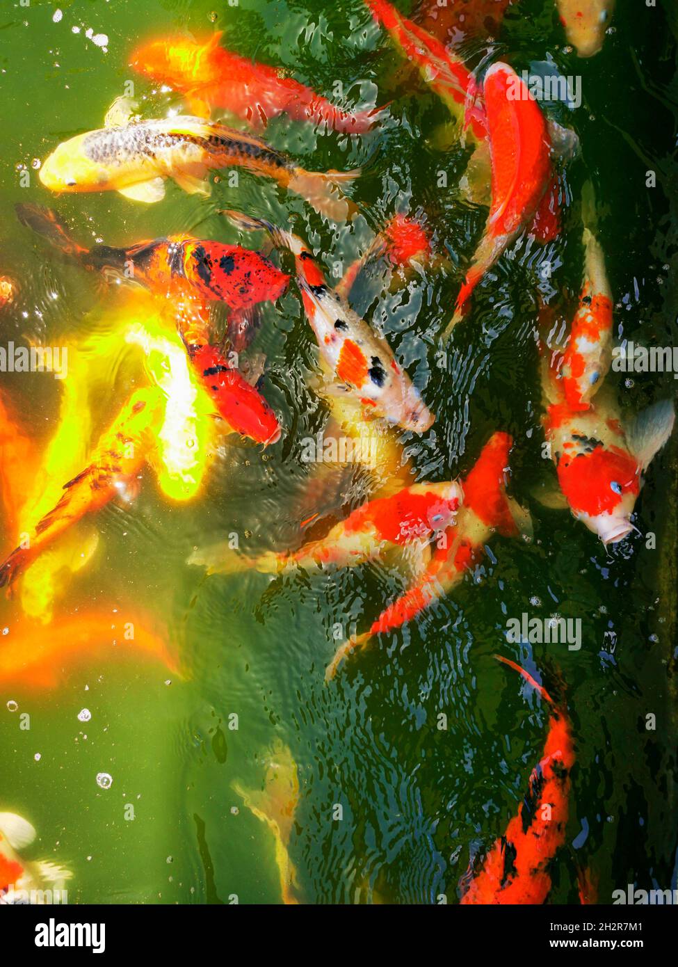 Top view of Koi fish or carp fish in the water on a sunny day Stock Photo -  Alamy