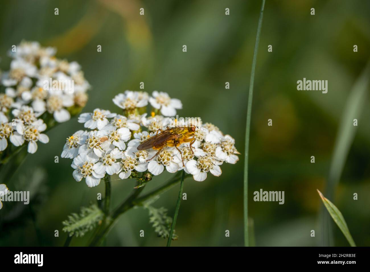 Yellow dung fly (Scathophaga stercoraria) rests atop a common yarrow flower (Achillea millefolium) Stock Photo
