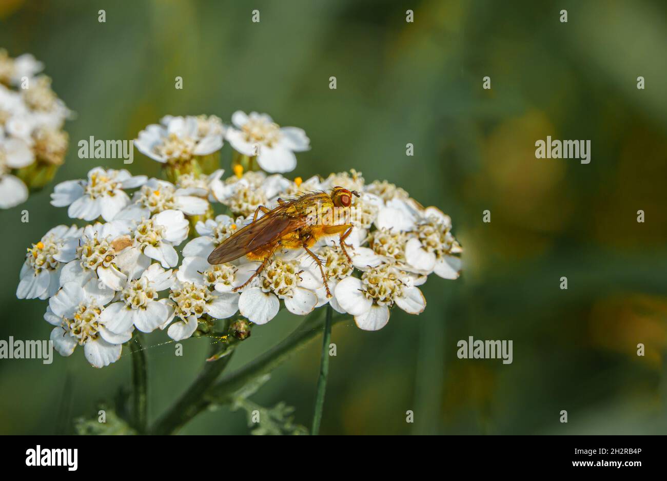 Yellow dung fly (Scathophaga stercoraria) rests atop a common yarrow flower (Achillea millefolium) Stock Photo