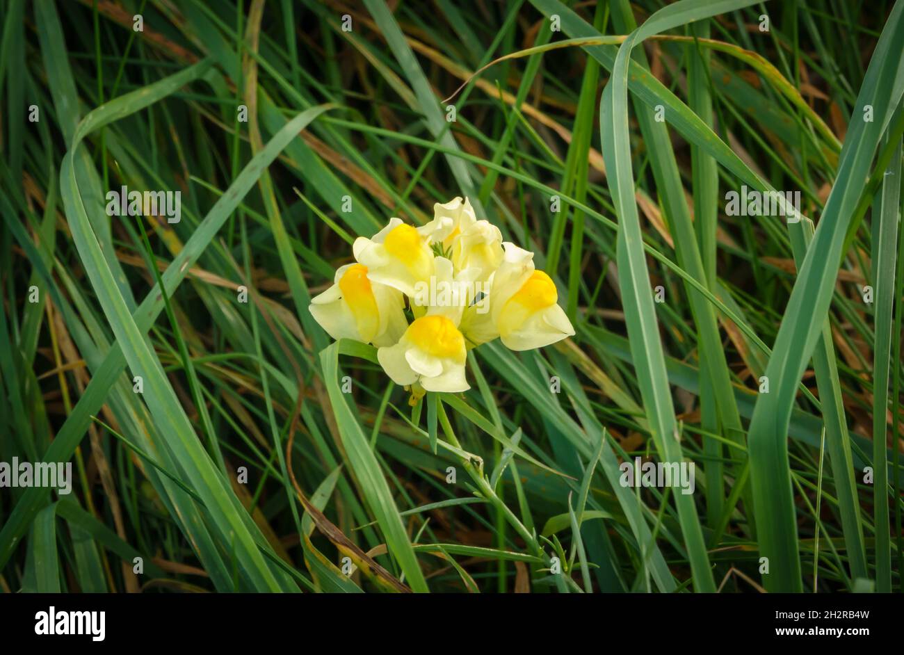 bright yellow toadflax (Linaria vulgaris, common toadflax or butter-and-eggs) flowers in bloom on Salisbury Plain chalklands, Wiltshire UK Stock Photo