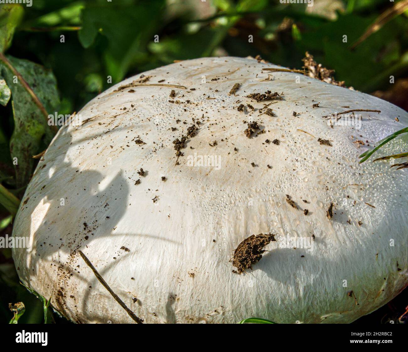 close up detailed view of a Pavement Mushroom cap (Agaricus bitorquis) also known as the spring agaric, banded agaric and torq. An edible white mushro Stock Photo