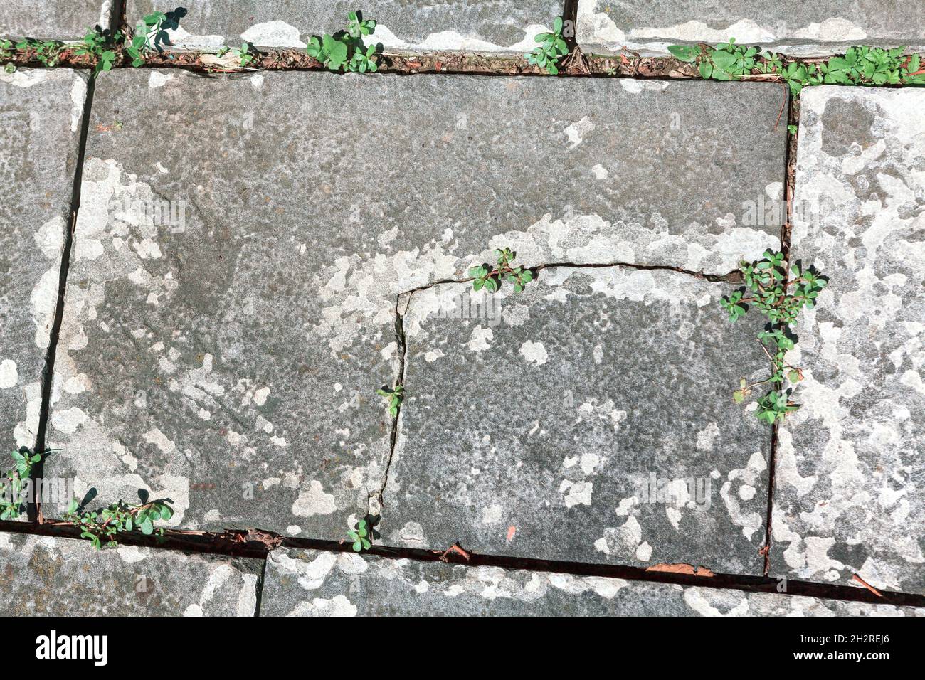 The Grass Grows Through Concrete Photograph By Aleksandr