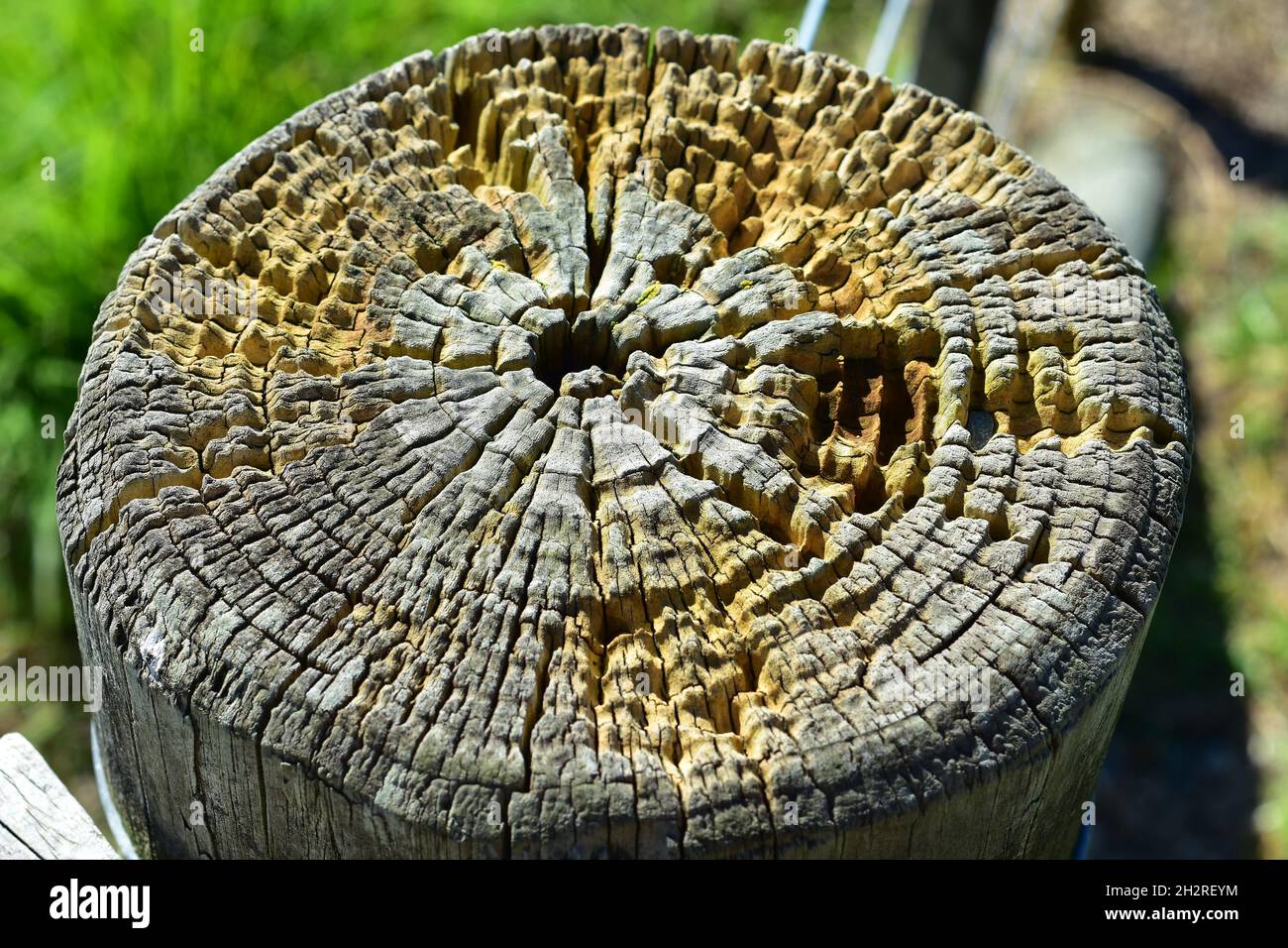 Detail of top of decaying circular wire fence post exposed to elements. Location: Mahurangi East New Zealand Stock Photo