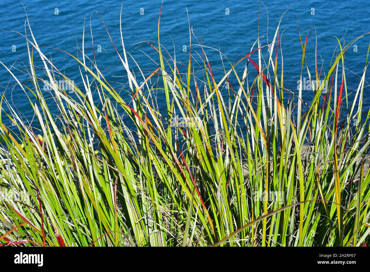 Blades of long grass in harsh sun light with blue sea surface in background. Location: Hauraki Gulf New Zealand Stock Photo