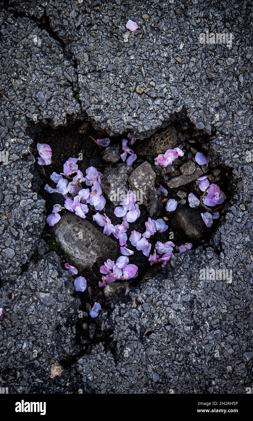 Flower petals in the broken asphalt surface Stock Photo Alamy
