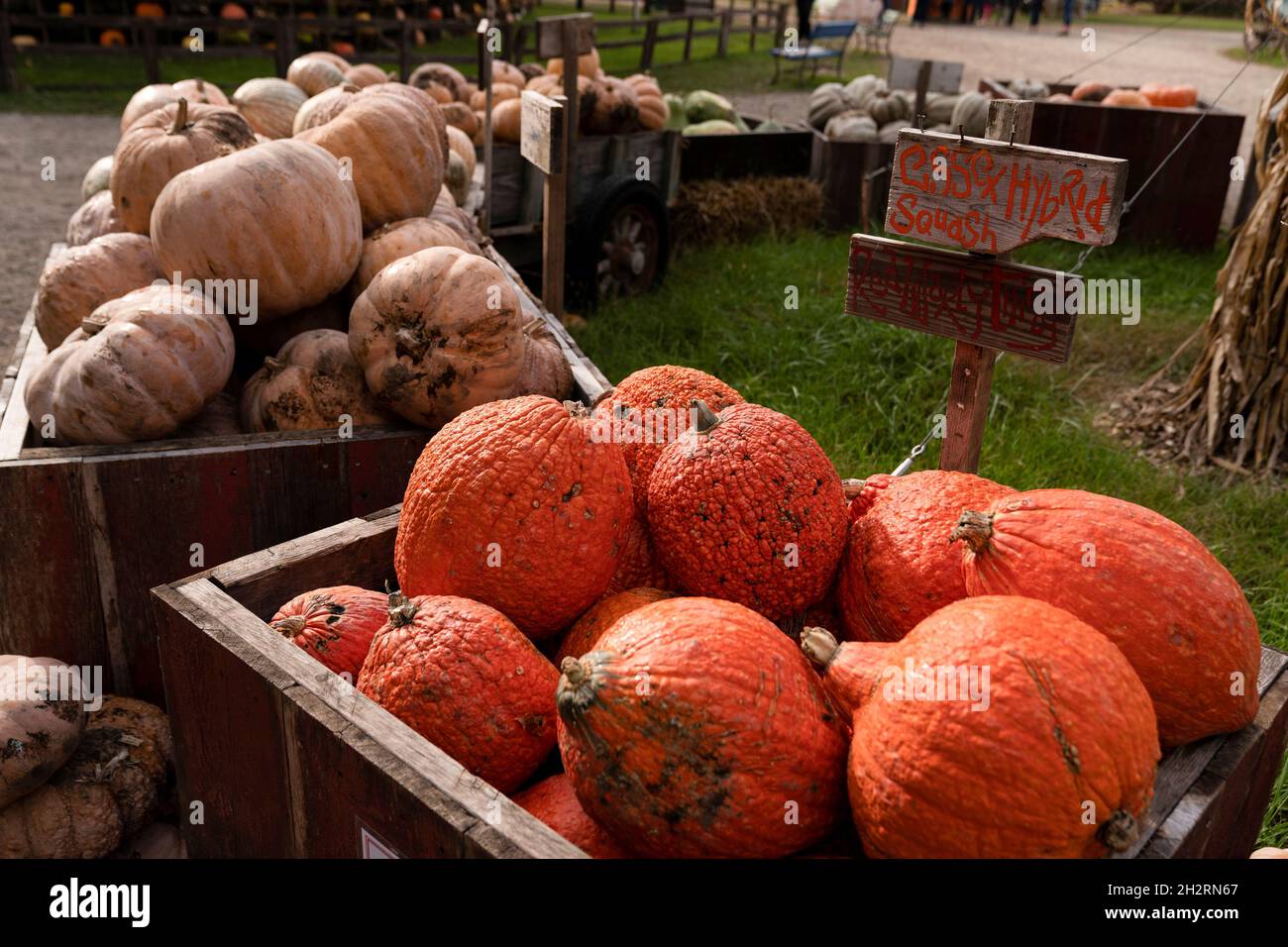 the great pumpkin patch in illinois