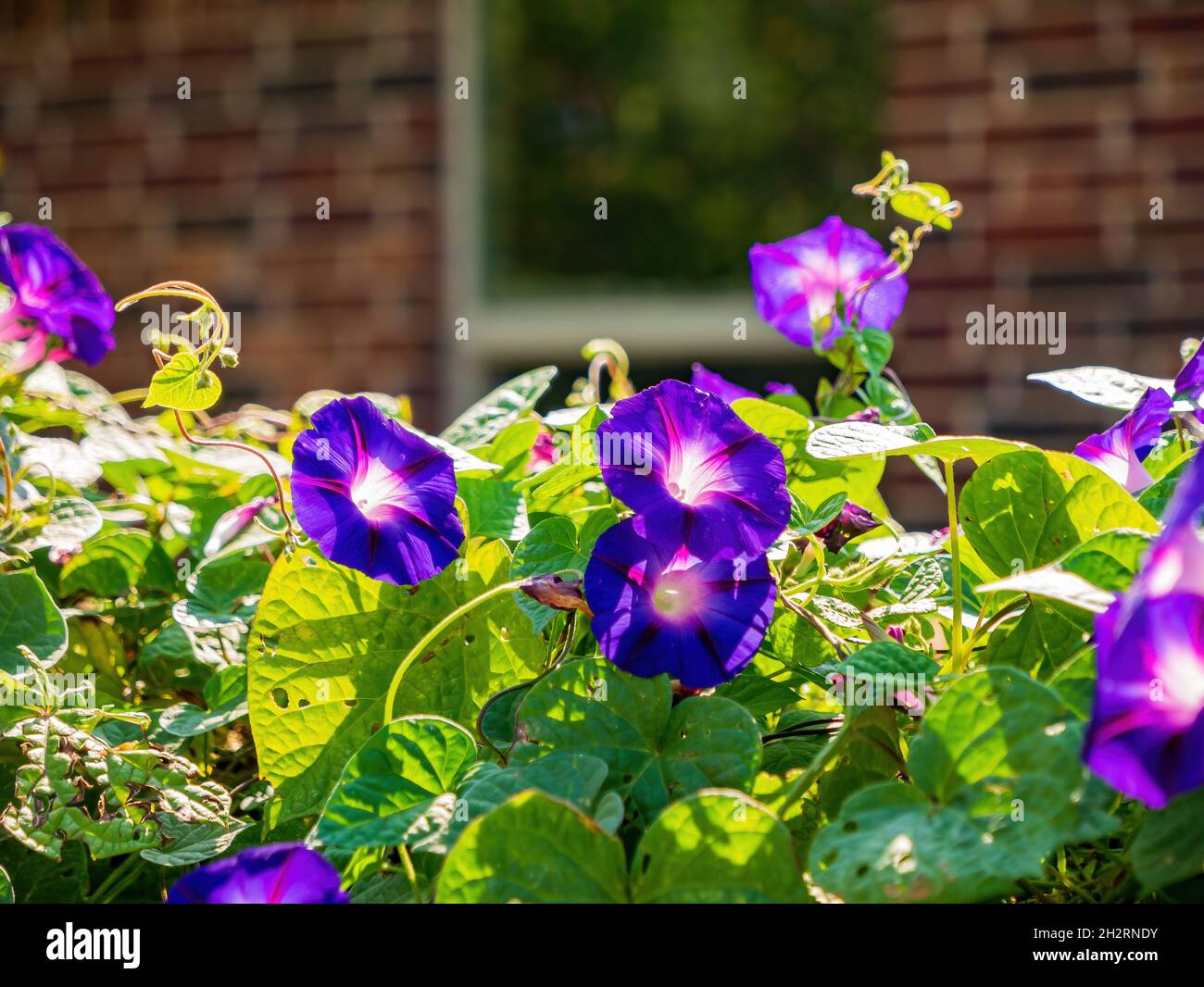 Sunny view of Ipomoea nil  blossom in community at Oklahoma Stock Photo