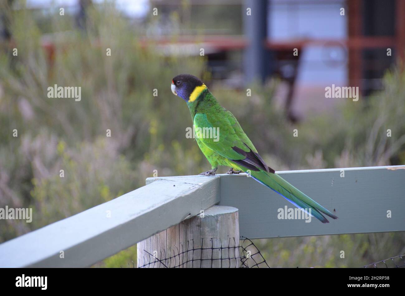 australian 28 green ring-necked parrot Stock Photo