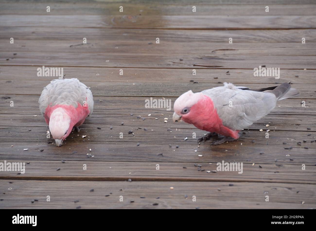 wild pink and grey galahs eating seed on decking Western Australia