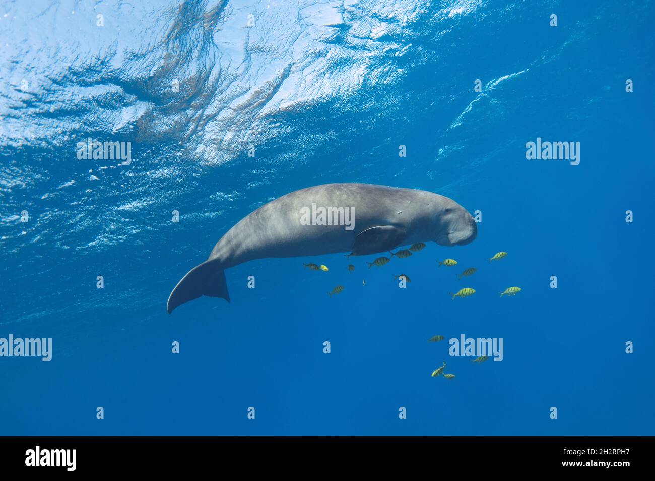 Dugong in the blue sea underwater. Sea cow (Dugong dugon Stock Photo ...
