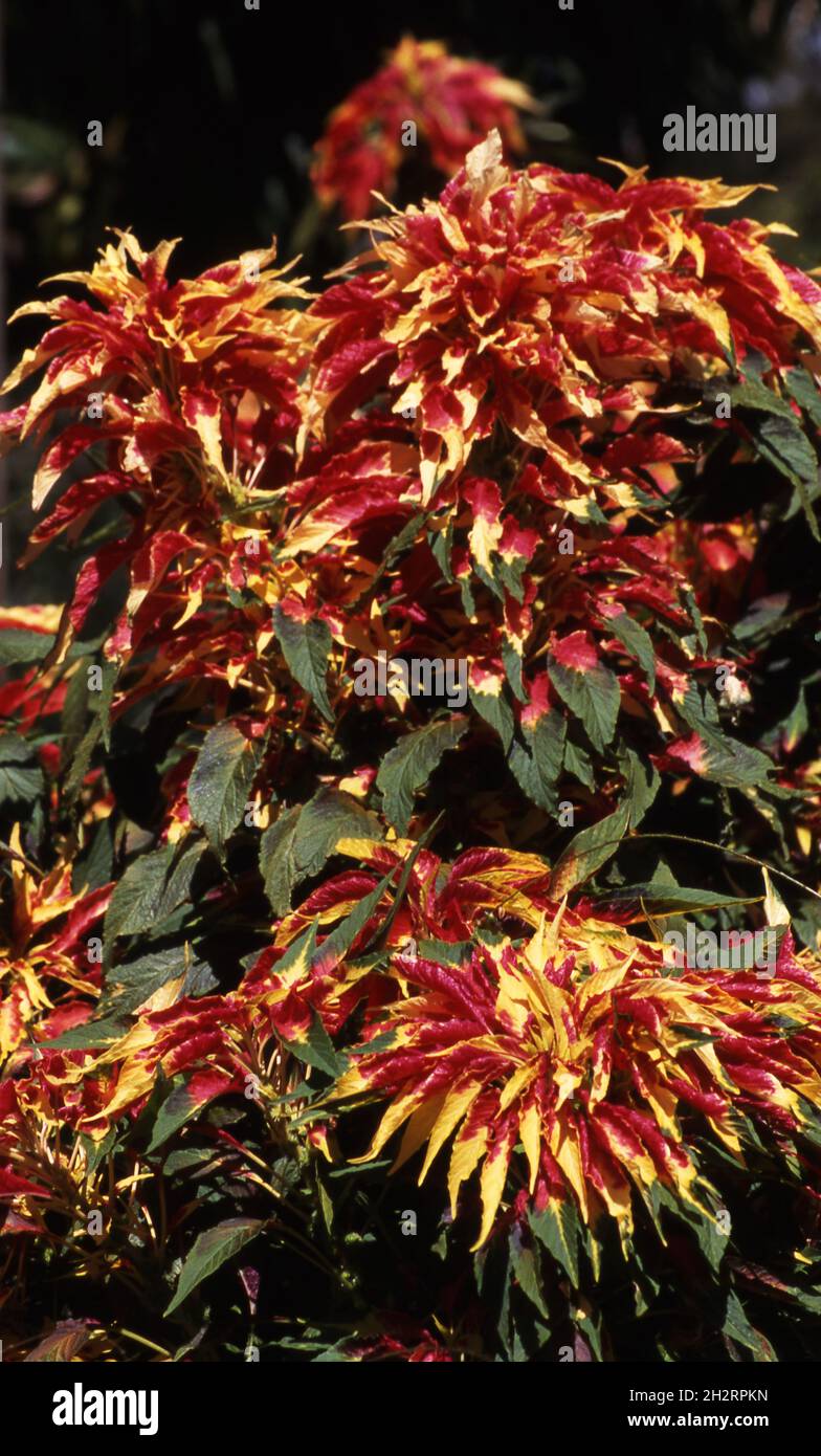 AMARANTHUS TRICOLOR, COMMONLY KNOWN AS JOSEPH'S COAT Stock Photo