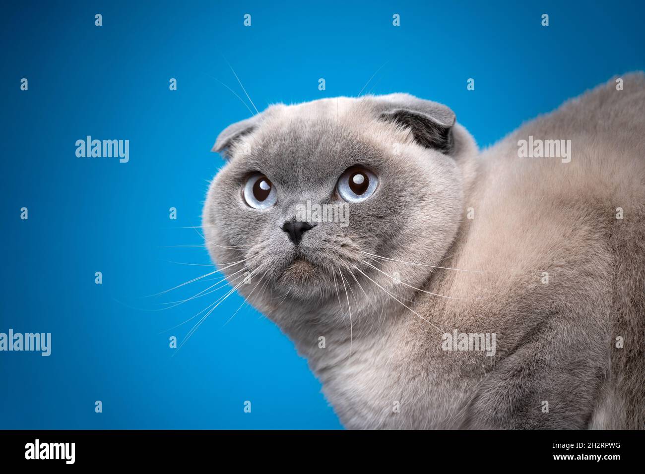 blue point scottish fold cat portrait on blue background with copy space Stock Photo