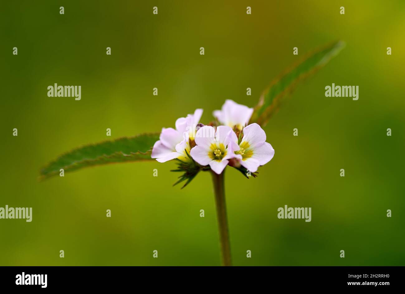 Tiny white flowers in bloom Stock Photo