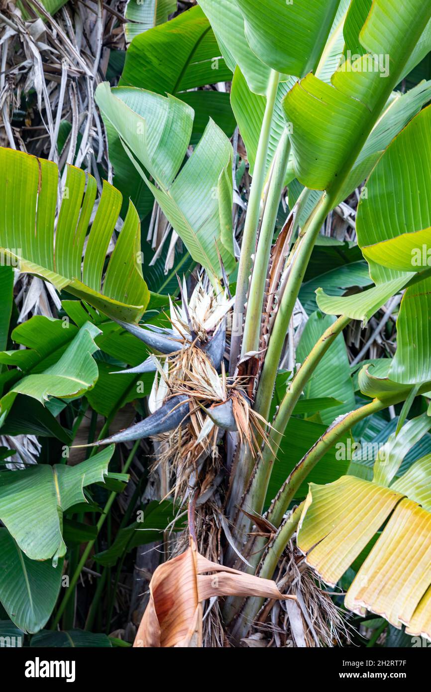 Strelitzia nicolai plant,  Giant white bird of paradise plant in Sydney on a spring day,Australia with giant white blooming flower Stock Photo