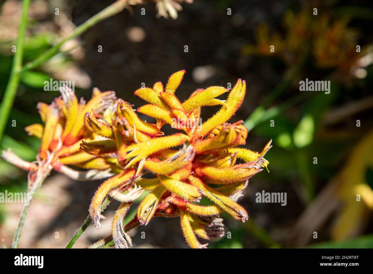 Haemodoraceae, kangaroo paw plant in flower. the plant is native to Western Australia,pictured