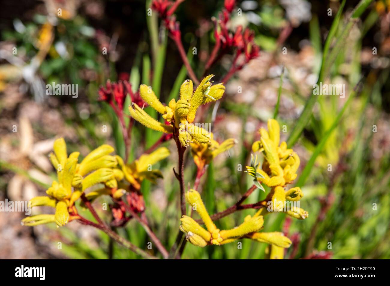 Haemodoraceae, kangaroo paw plant in flower. the plant is native to Western Australia,pictured in a Sydney garden,NSW,Australia Stock Photo