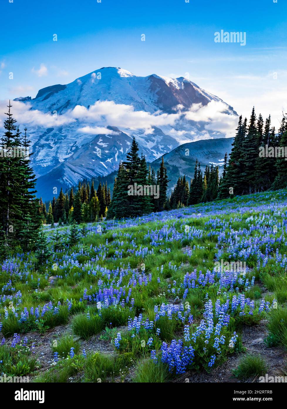 glacier covered Mt. Rainier on the background with the wild subalpine flowers like the dwarf lupine covers the summer meadows in Sunrise in Mt. Rainie Stock Photo