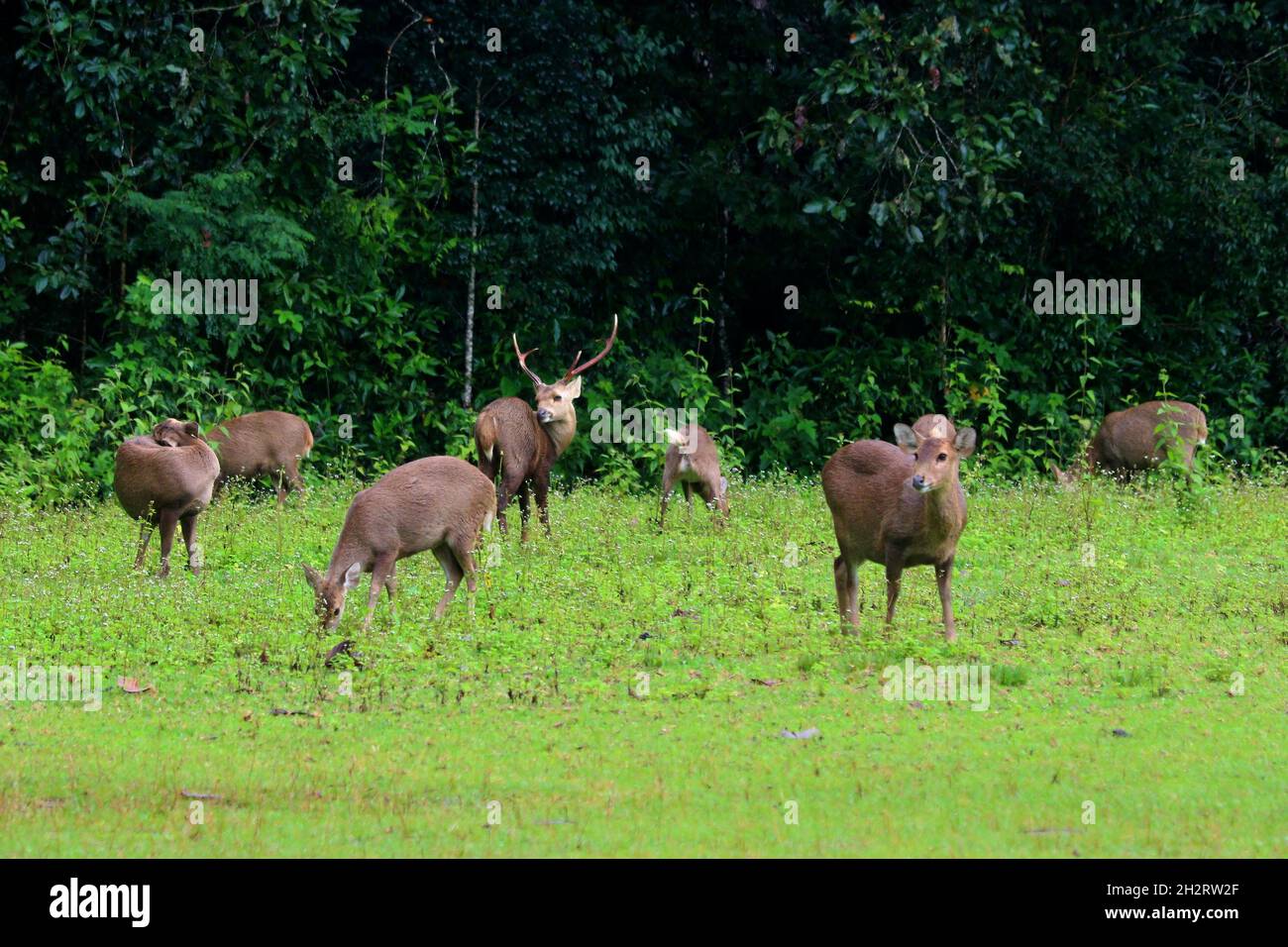 group of muntiacus muntjak on nature background Stock Photo Alamy