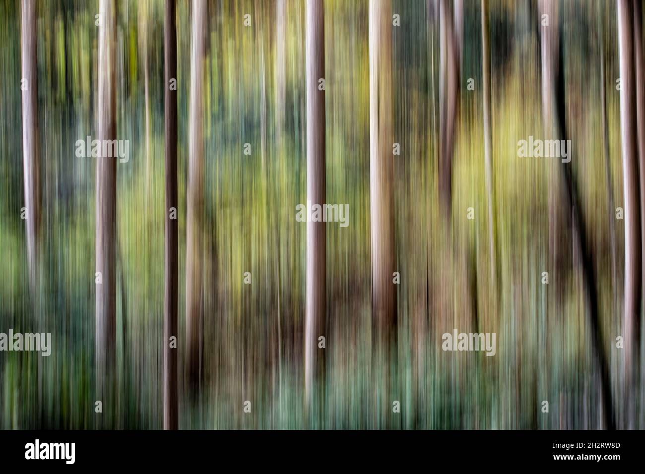 Abstract tree blur - Pisgah National Forest, Brevard, North Carolina, USA Stock Photo