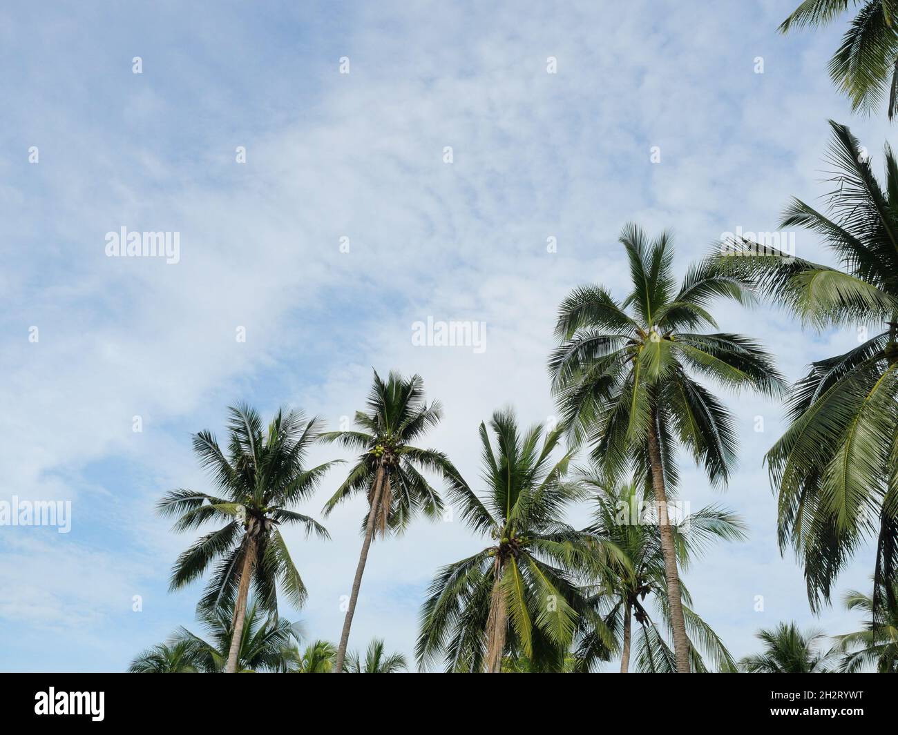 Blue sky green palm trees hi-res stock photography and images - Alamy