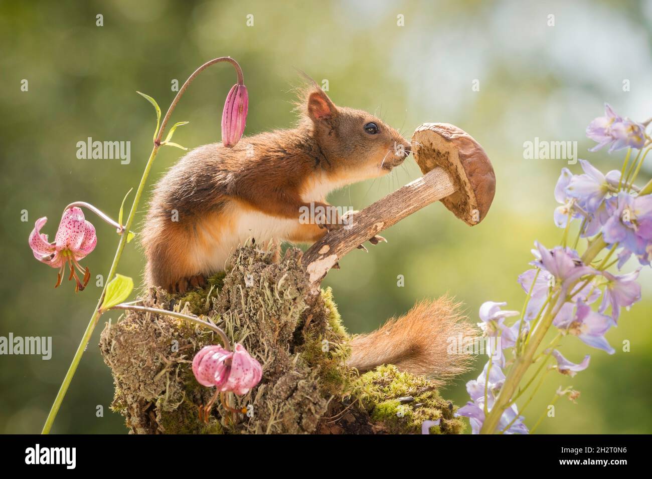 red squirrel  is holding a mushroom with flowers around Stock Photo