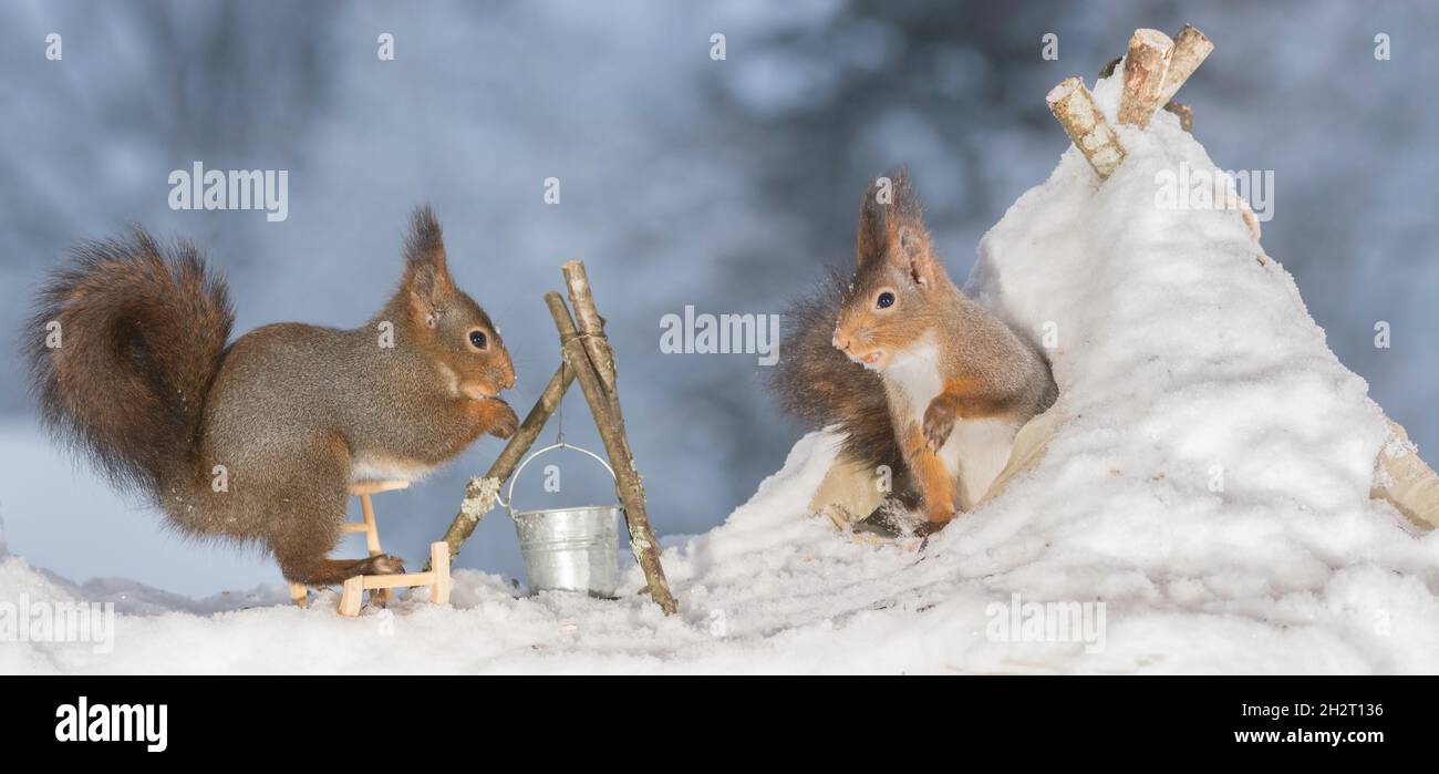 Squirrel hotsell play teepee