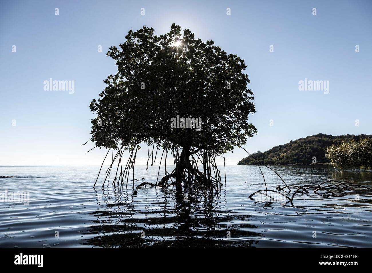 NOUVELLE CALEDONIE, TOUHO - MANGROVE - COTE EST- TOUHO - AOUT 2013 Stock Photo