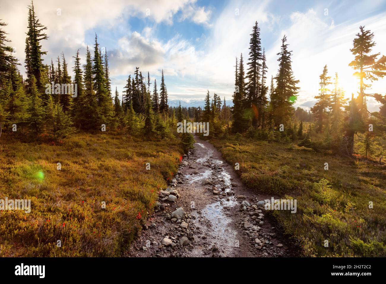 Hiking trail outdoors in Canadian nature Stock Photo - Alamy