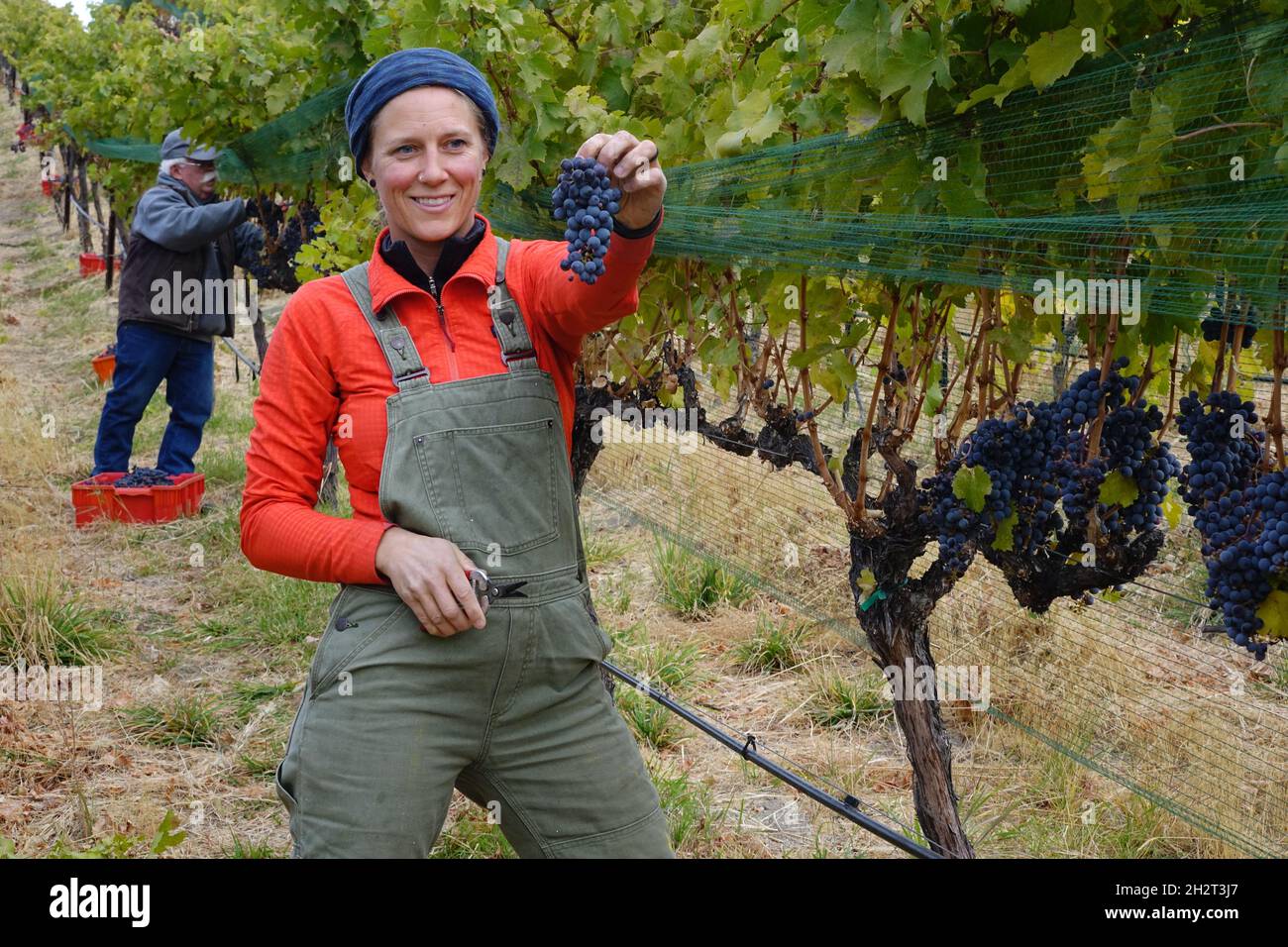 Cabernet franc wine grapes being harvested in the Lake Chelan Wine Valley, Washington State. Stock Photo