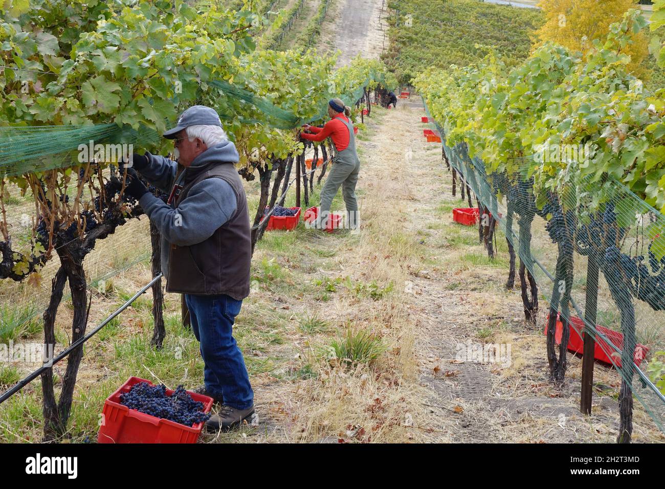 Harvesting Cabernet franc grapes in the Lake Chelan Wine Valley AVA, Washington State Stock Photo