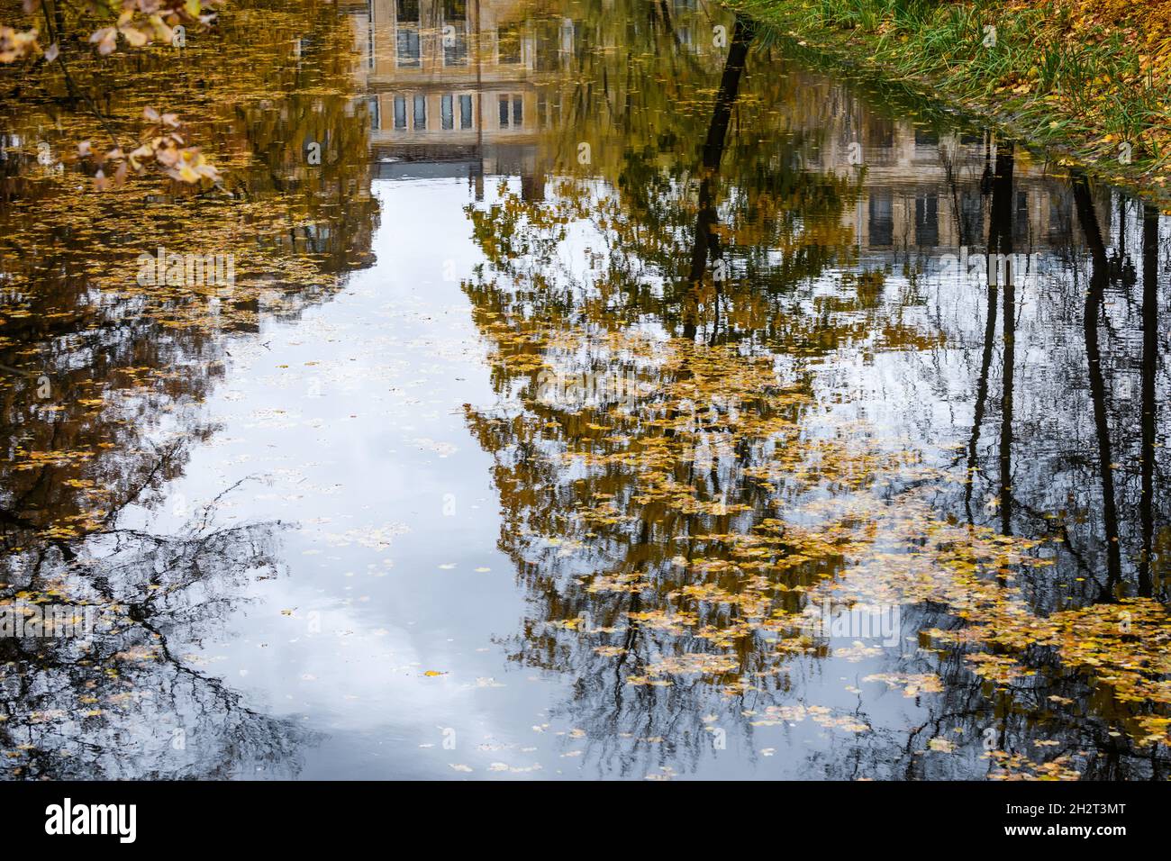 Selective focus photo. Tree reflection on water. Stock Photo