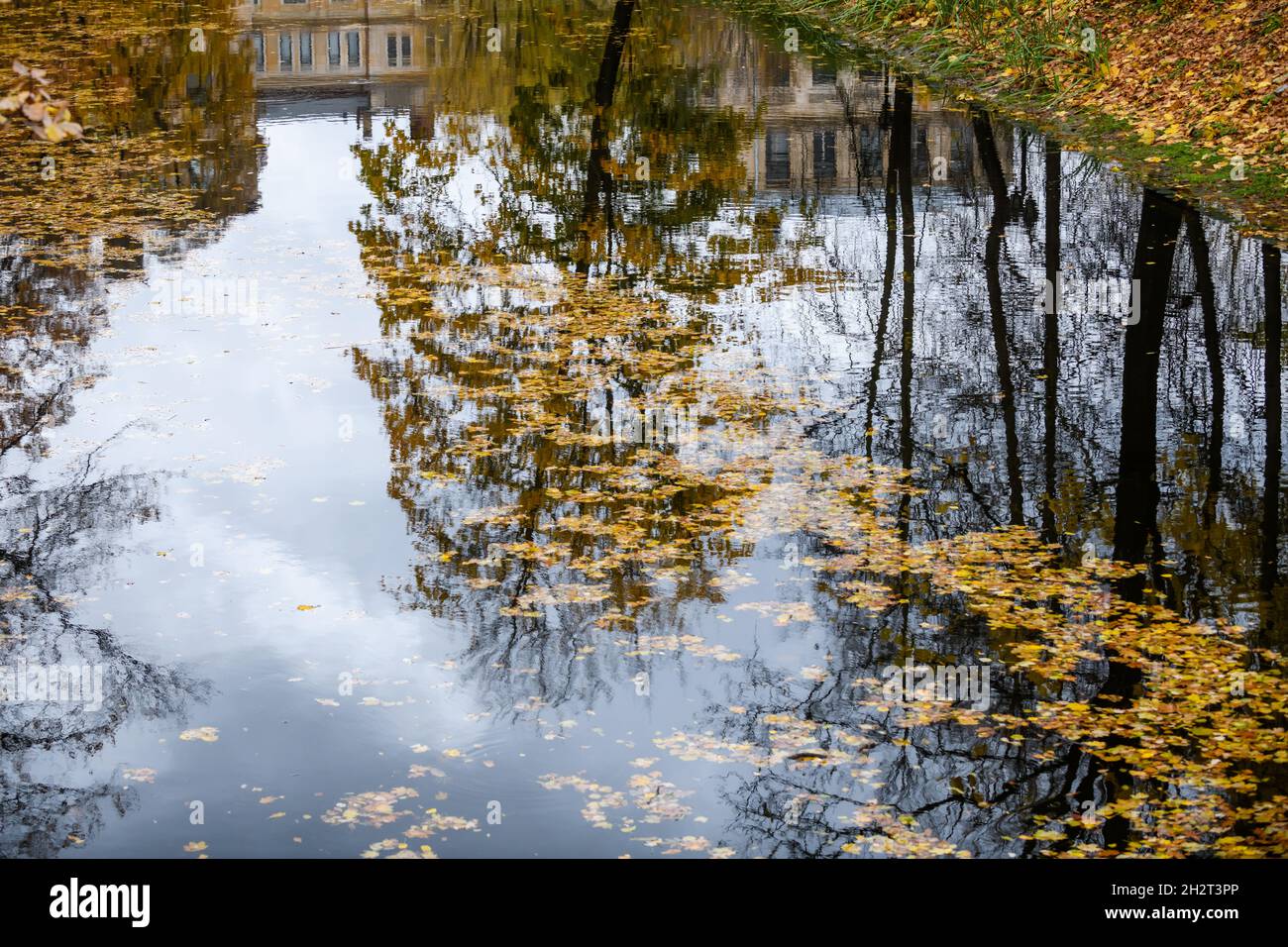 Selective focus photo. Tree reflection on water. Stock Photo