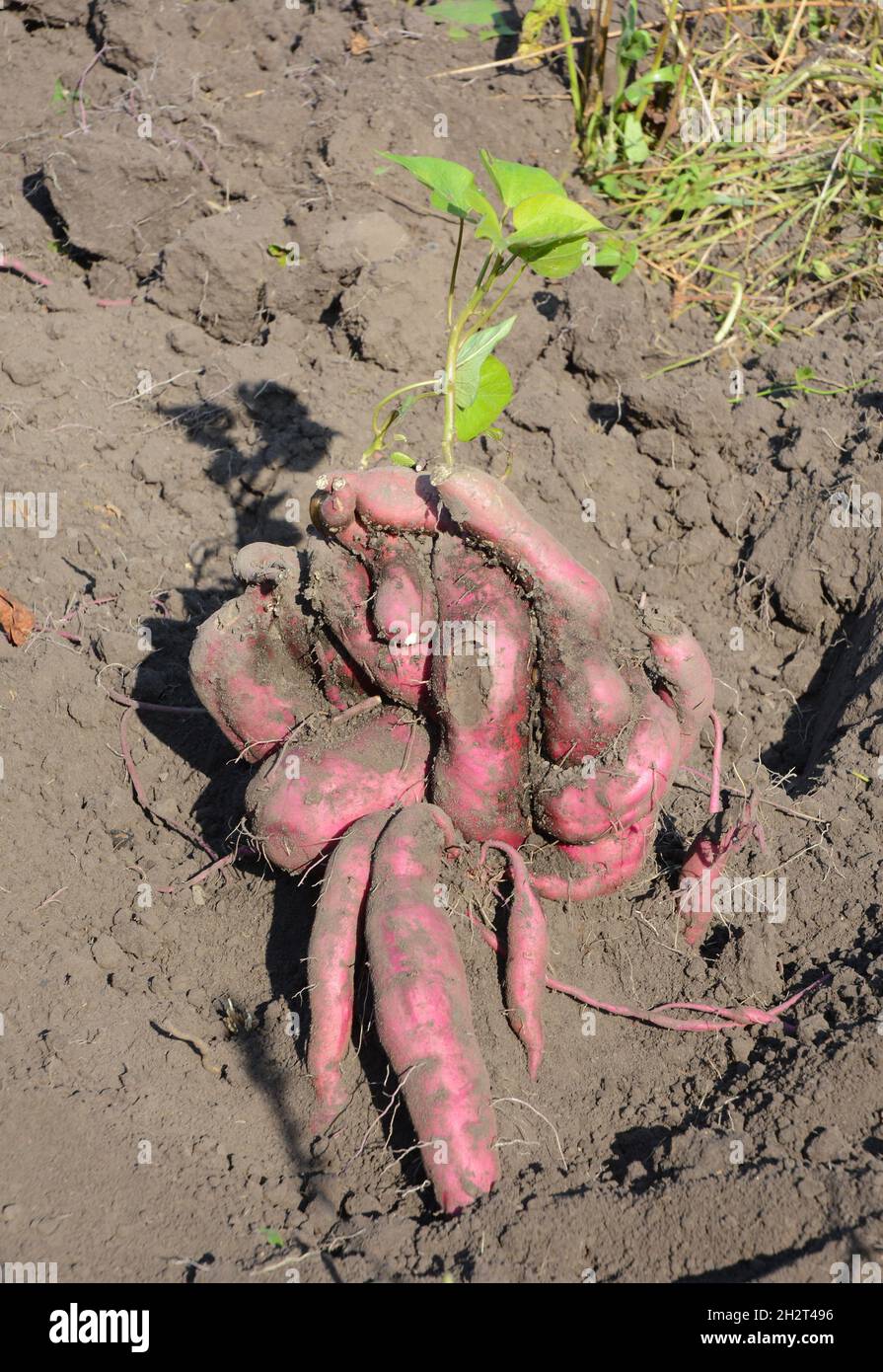 Sweet potatoes roots harvesting. Organic sweet potatoes gardening. Sweet potatoes growing. Sweet potatoes photo. Stock Photo