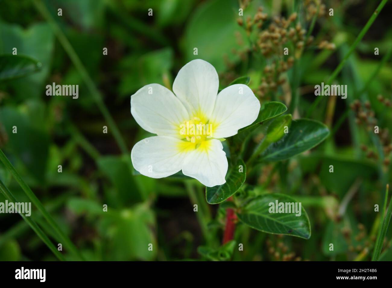 Water primrose (Malcha, Malsi, Panidoga, Diohenchi, Keshordam, Creeping ...