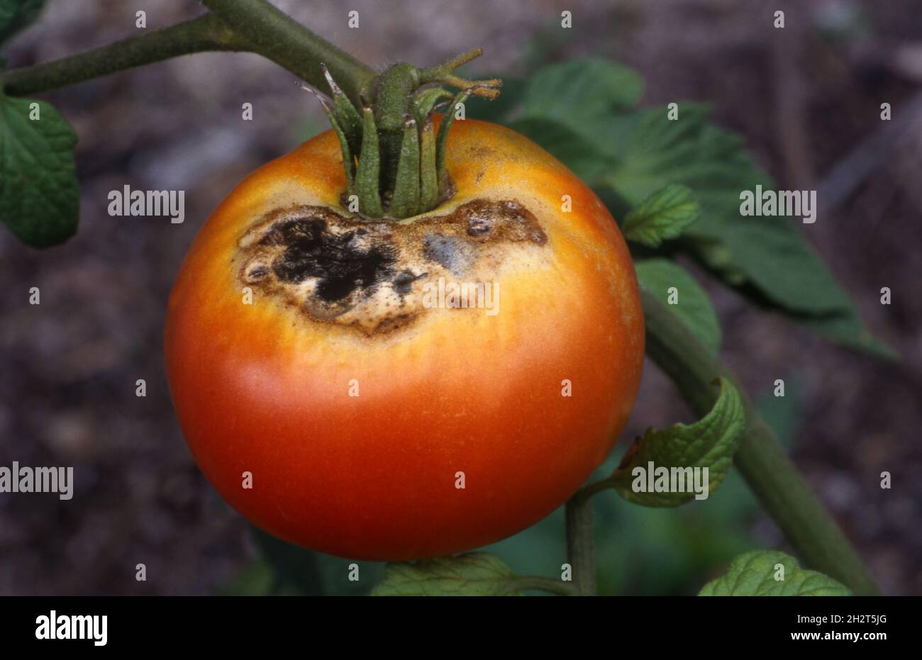 BLOSSOM END ROT ON TOMATO PLANT Stock Photo Alamy