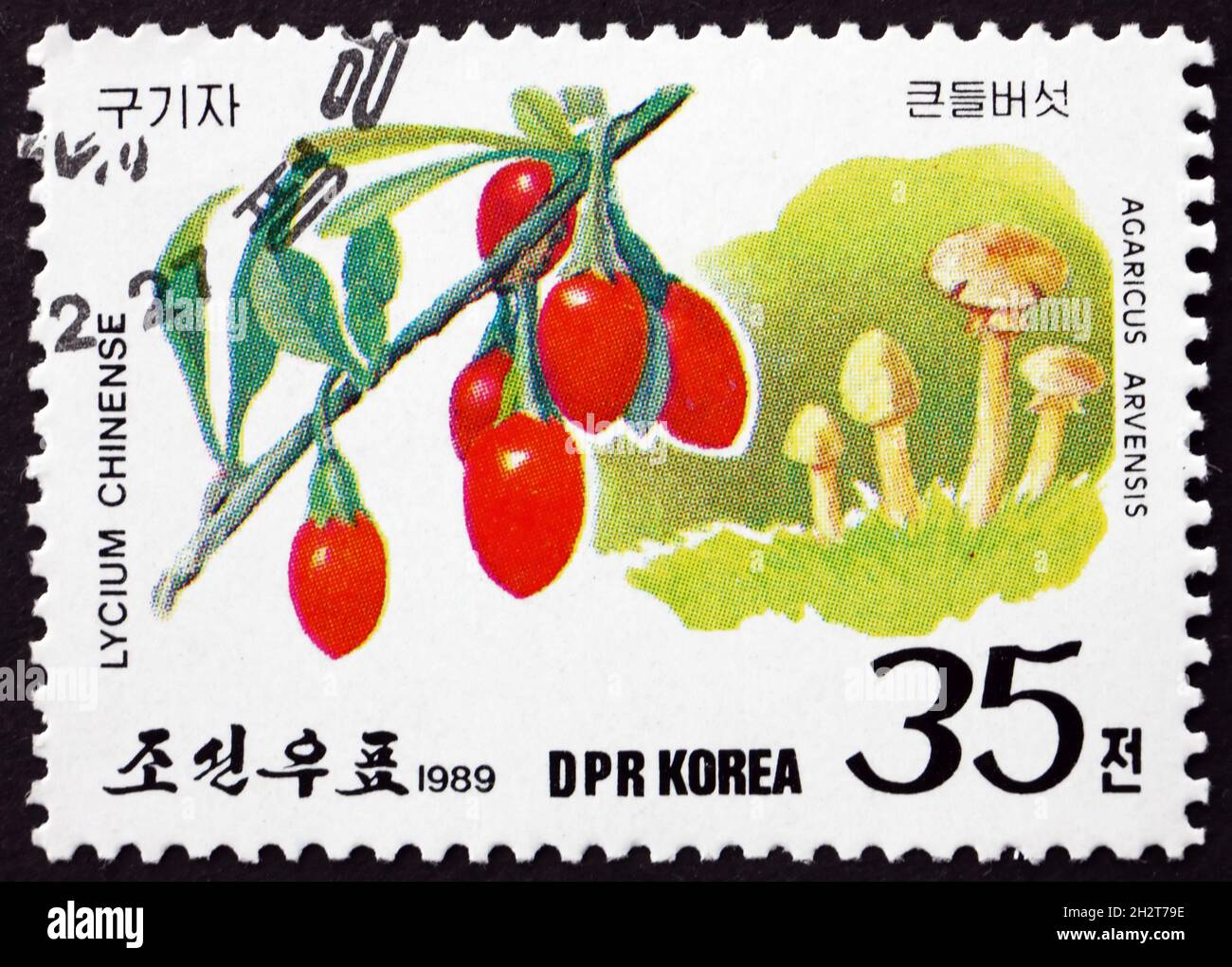 NORTH KOREA - CIRCA 1989: a stamp printed in North Korea shows Lycium chinense and agaricus arvensis, wild fruits and mushrooms, circa 1989 Stock Photo