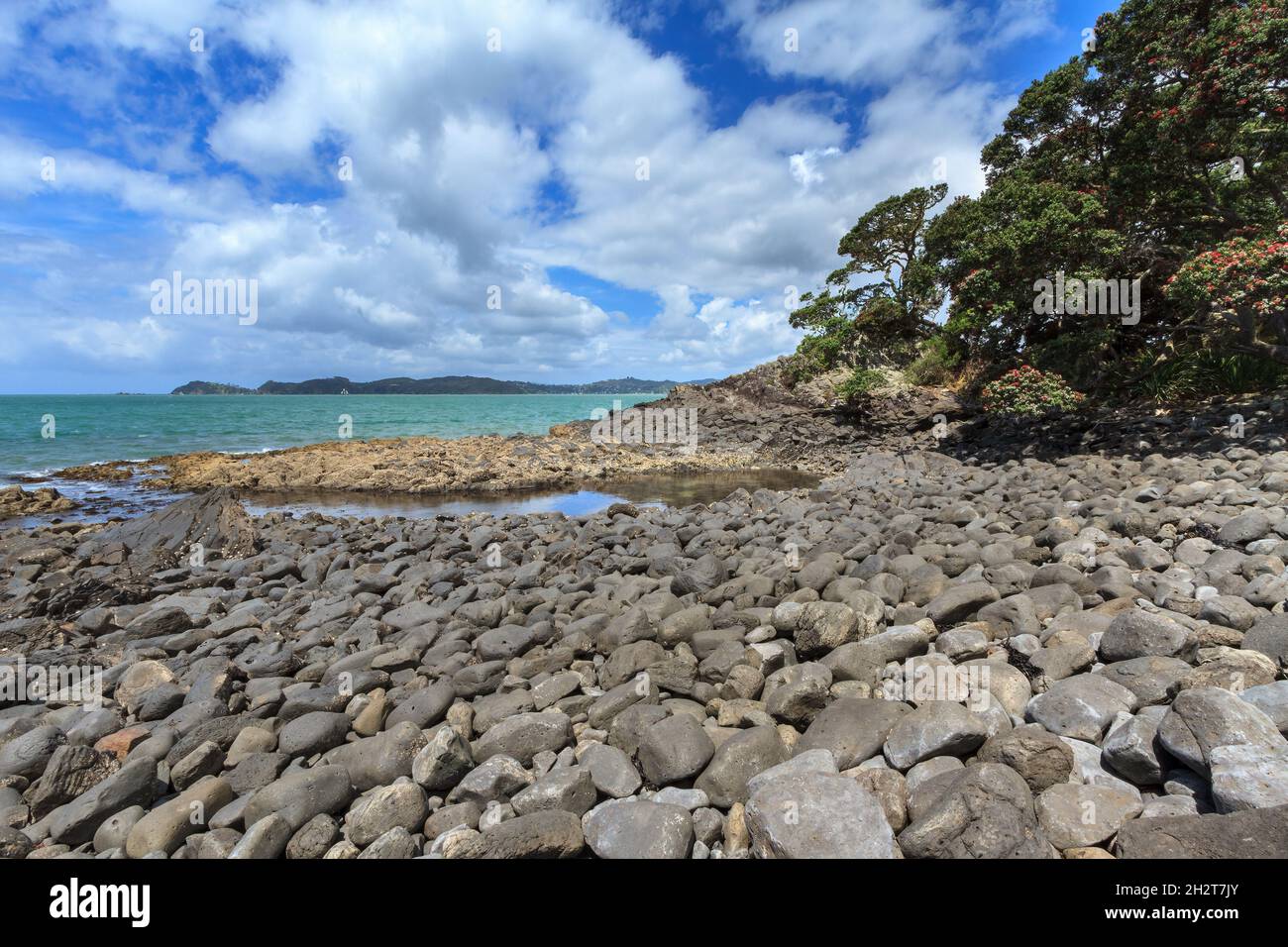 A stony beach with a blossoming pohutukawa tree at Waitangi in the Bay of Islands, New Zealand Stock Photo